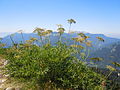 Berg-Laserkraut (Laserpitium siler)