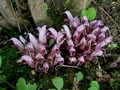 Verborgene Schuppenwurz (Lathraea clandestina)