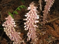 Lathraea japonica