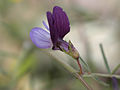 Eckige Platterbse (Lathyrus angulatus)