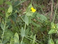 Ranken-Platterbse (Lathyrus aphaca)