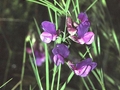 Schwertblättrige Platterbse (Lathyrus bauhinii)