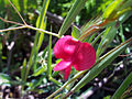 Kicher-Platterbse (Lathyrus cicera)