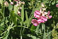 Verschiedenblättrige Platterbse (Lathyrus heterophyllus)