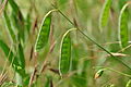 Rauhaarige Platterbse (Lathyrus hirsutus)