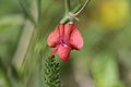 Kugelsamige Platterbse (Lathyrus sphaericus)