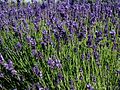 Echter Lavendel (Lavandula angustifolia)