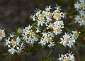 Sumpfporst (Ledum palustre)