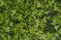 Dreifurchige Wasserlinse (Lemna trisulca)