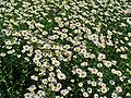 Wiesen-Margerite (Leucanthemum vulgare)