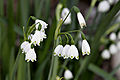 Spätblühende Knotenblume (Leucojum aestivum)