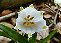 Märzenbecher (Leucojum vernum)