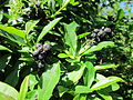 Gewöhnlicher Liguster (Ligustrum vulgare)