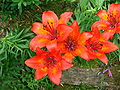 Feuer-Lilie (Lilium bulbiferum)