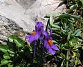 Alpen-Leinkraut (Linaria alpina)