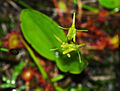 Zwiebelorchis (Liparis loeselii)