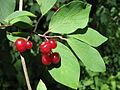 Rote Heckenkirsche (Lonicera xylosteum)