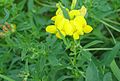 Gewöhnlicher Hornklee (Lotus corniculatus)