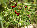 Rote Spargelbohne (Lotus tetragonolobus)
