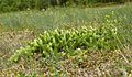 Keulen-Bärlapp (Lycopodium annotinum)