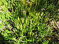 Sprossender Bärlapp (Lycopodium clavatum)