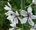 Iberischer Felberich (Lysimachia ephemerum)