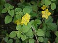 Japanischer Gilbweiderich (Lysimachia japonica)