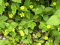 Hain-Gilbweiderich (Lysimachia nemorum)