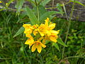 Gewöhnlicher Gilbweiderich (Lysimachia vulgaris)