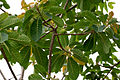 Butter Tree (Madhuca longifolia)