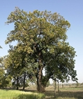 Butter Tree (Madhuca longifolia)