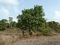 Butter Tree (Madhuca longifolia)