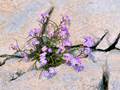 Strand-Meerviole (Malcolmia littorea)