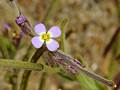 Malcolmia ramosissima