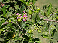 Acerola (Malpighia glabra)