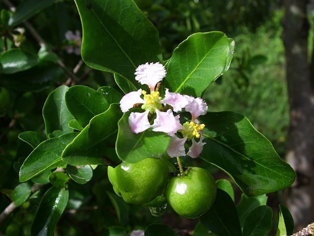 Acerola (Malpighia glabra)