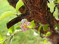 Acerola (Malpighia glabra)