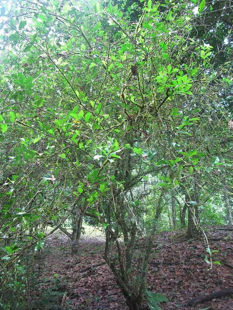 Acerola (Malpighia glabra)