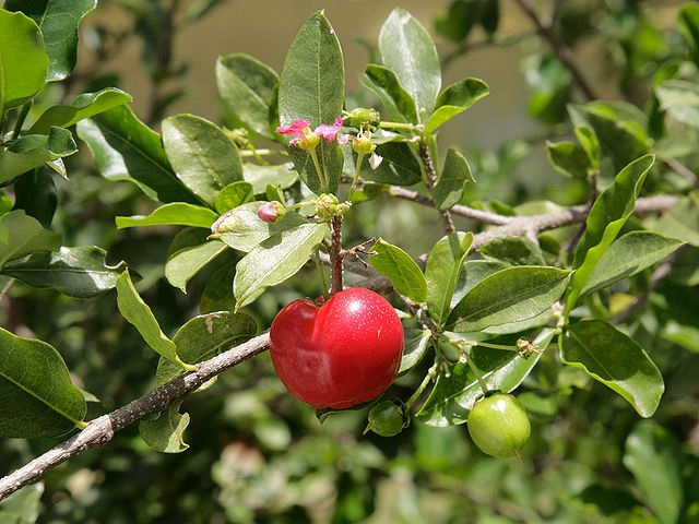 Acerola (Malpighia glabra)