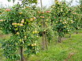 Kulturapfel (Malus domestica)