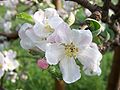 Apfelblüte (Malus domestica)