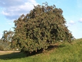 Apfelbaum (Rheinischer Winterrambur)