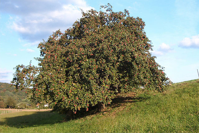 Apfelbaum (Malus domestica)