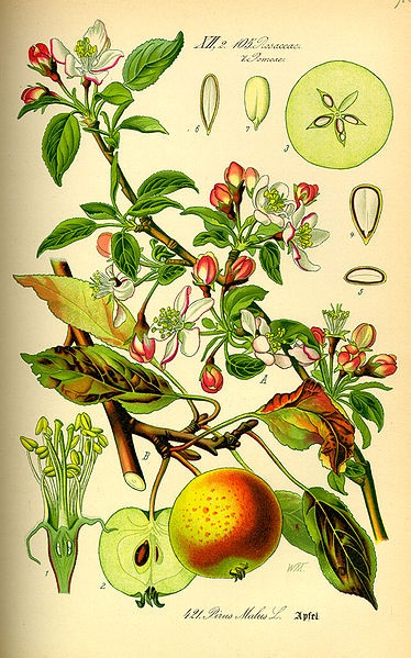 Apfel (Malus domestica)