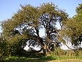 Holz-Apfel (Malus sylvestris)