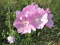 Rosen-Malve (Malva alcea)