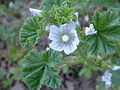 Weg-Malve (Malva neglecta)