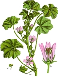 Gemeine Malve (Malva neglecta)