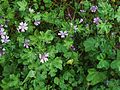 Wilde Malve (Malva sylvestris)