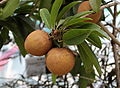 Breiapfelbaum (Manilkara zapota)